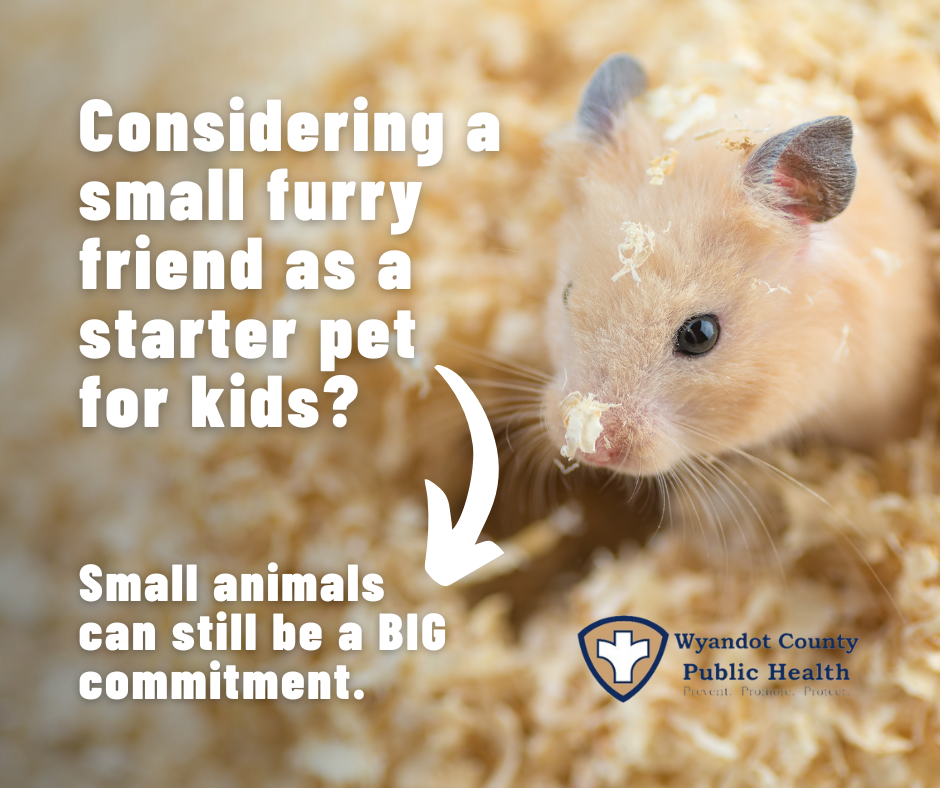 Do your research before adopting a small pet Wyandot County Public Health